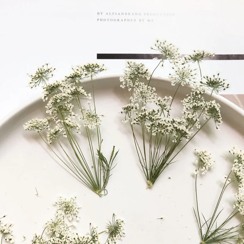 5-7cm/12個、枝付き雪の小さな花、ドライフラワーエンボ - Craft Embellishments のレビューと価格